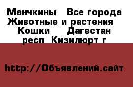 Манчкины - Все города Животные и растения » Кошки   . Дагестан респ.,Кизилюрт г.